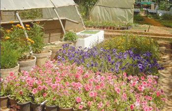 Alger - Vente de plantes sur la voie publique: En plein épanouissement