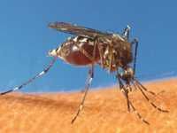 Batna -  Attention, moustiques, très dangereux!