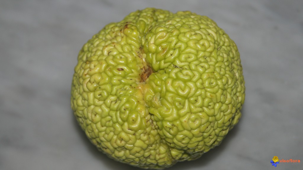 FRUIT(Maclura pomifera(