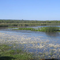 Drean (El-Tarf) -  Ecologie: Des poissons et canards périssent