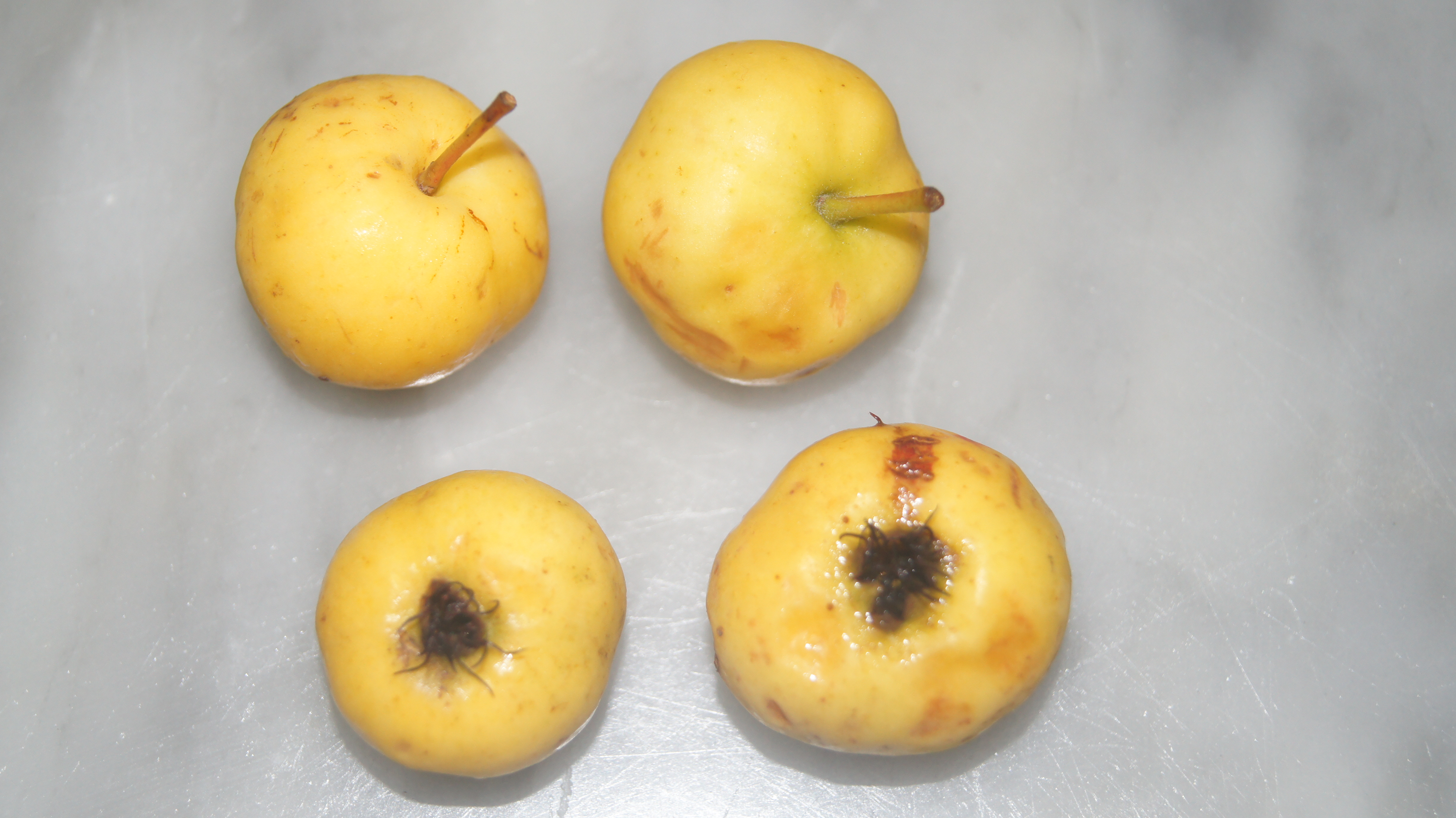 Fruit de l'azerolier (Crataegus azarolus)