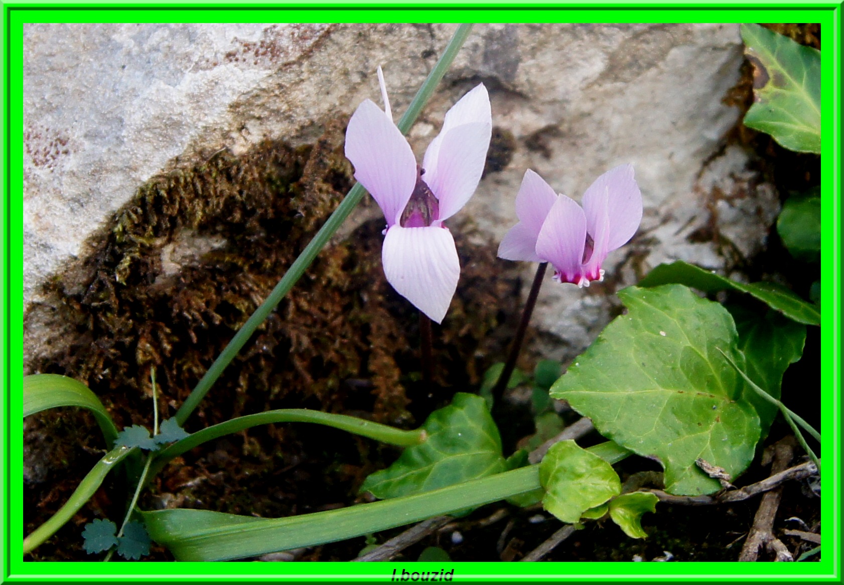 Cyclamen hederifolium