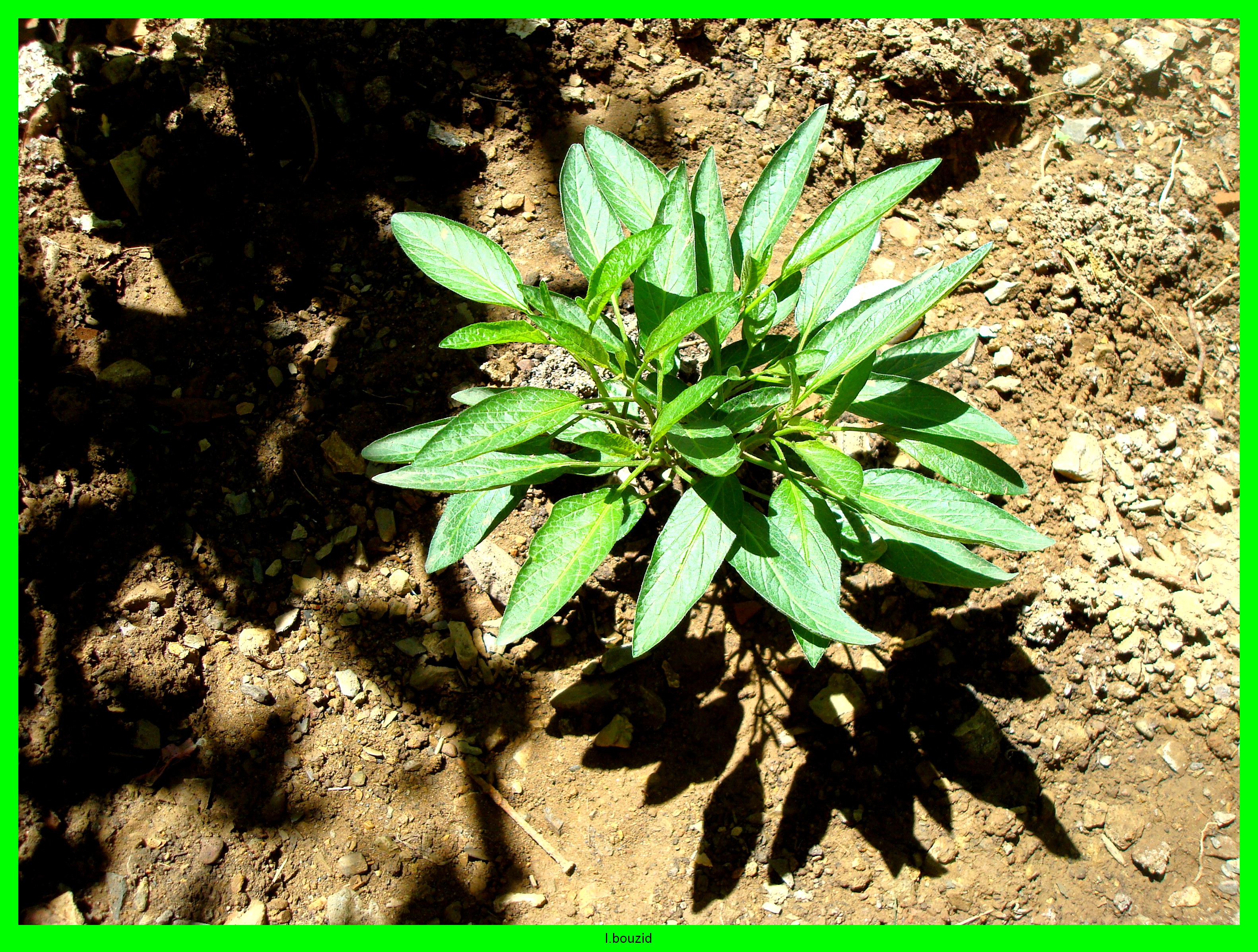 Plant de melon poire (pépino)(Solanum muricatum)
