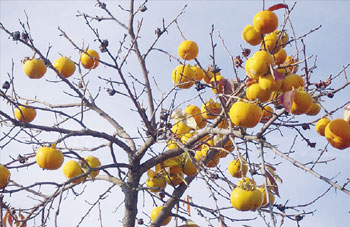 Mechtras (Tizi Ouzou) -  Fête de la plaquemine: D’une culture d’agrément à une vision économique