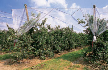 Blida - CARPEP 2013 (Carrefour de l’arboriculture, des pépiniéristes et du machinisme agricole): Une rencontre fertile