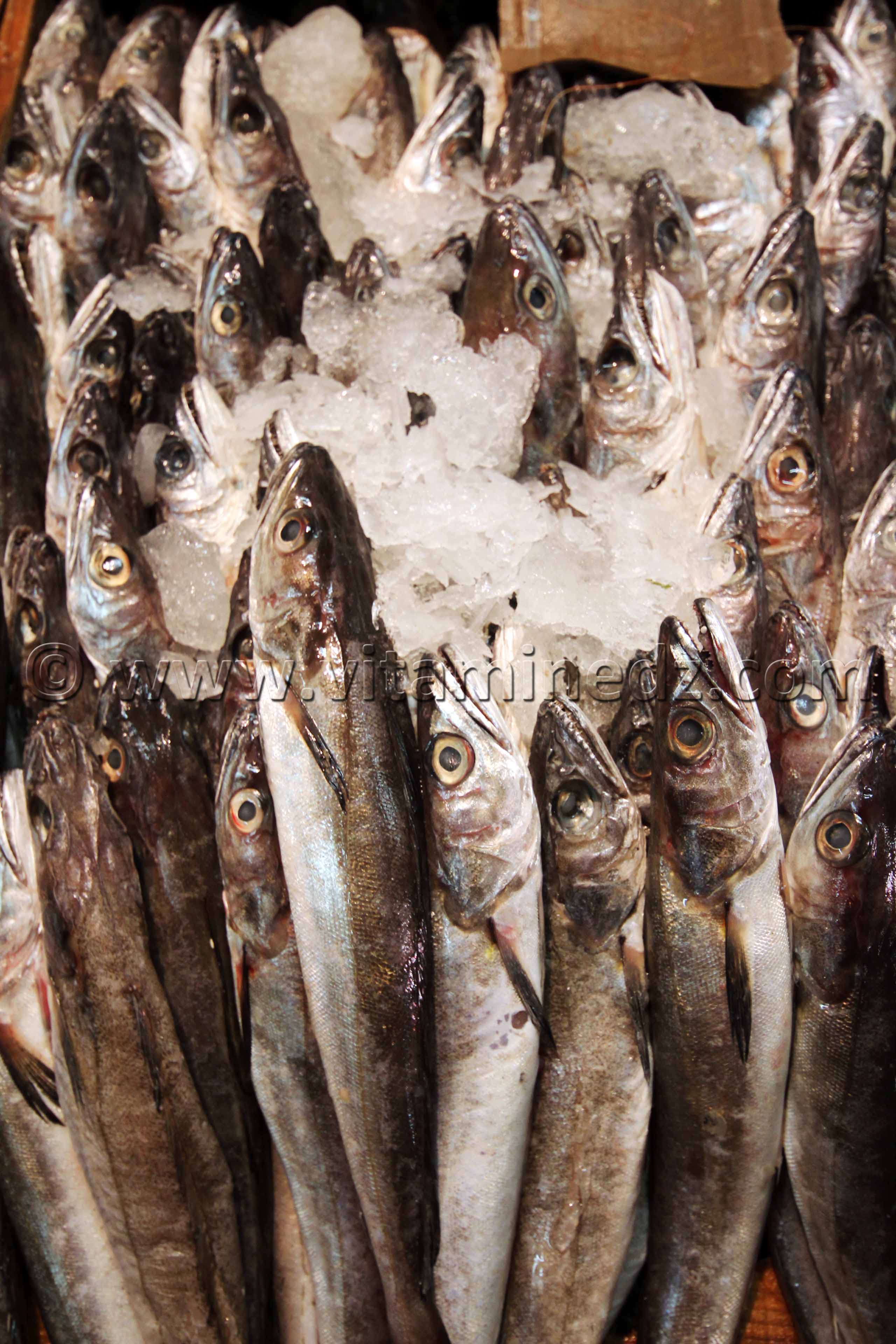Poissons au marché de Tlemcen