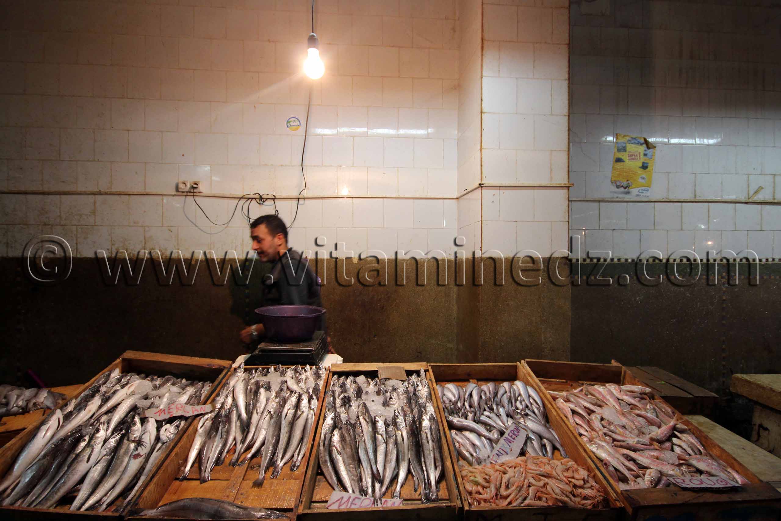 Poissonerie du Marché de Tlemcen