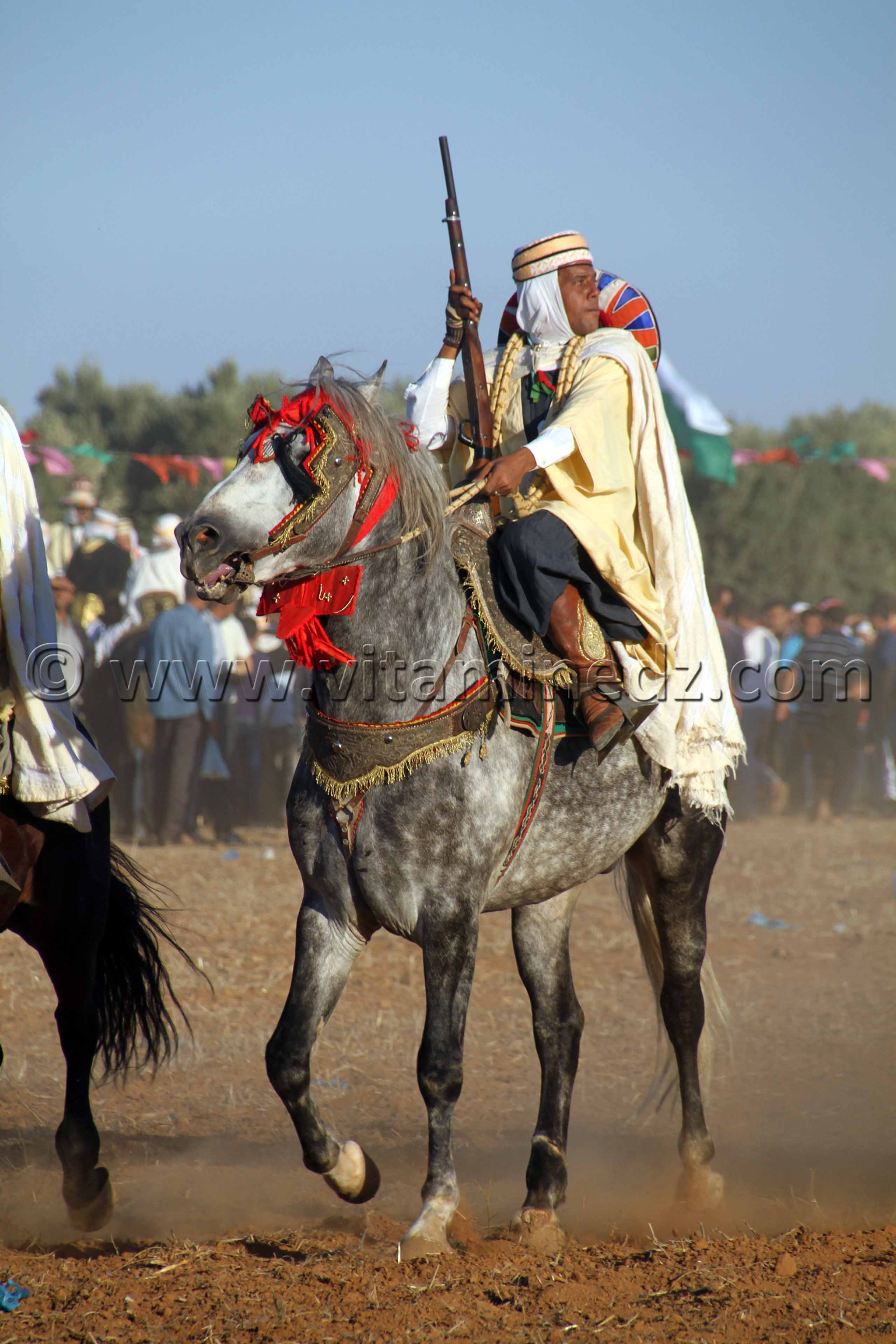 Beau cheval gris - Waadat Ain Larbaa, wilaya d'Ain Temouchent