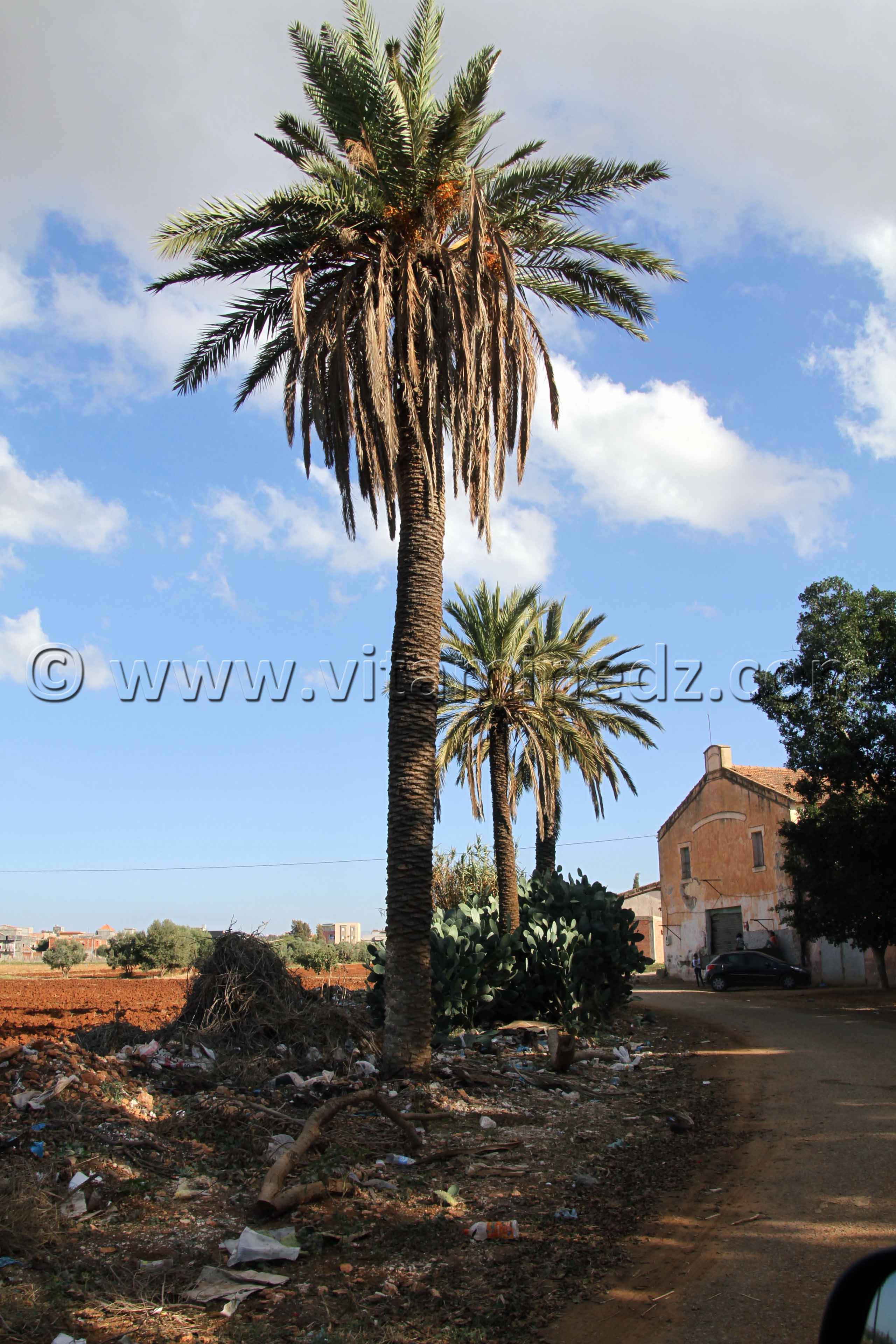 Ferme coloniale Ain Larbaa, wilaya d'Ain Temouchent