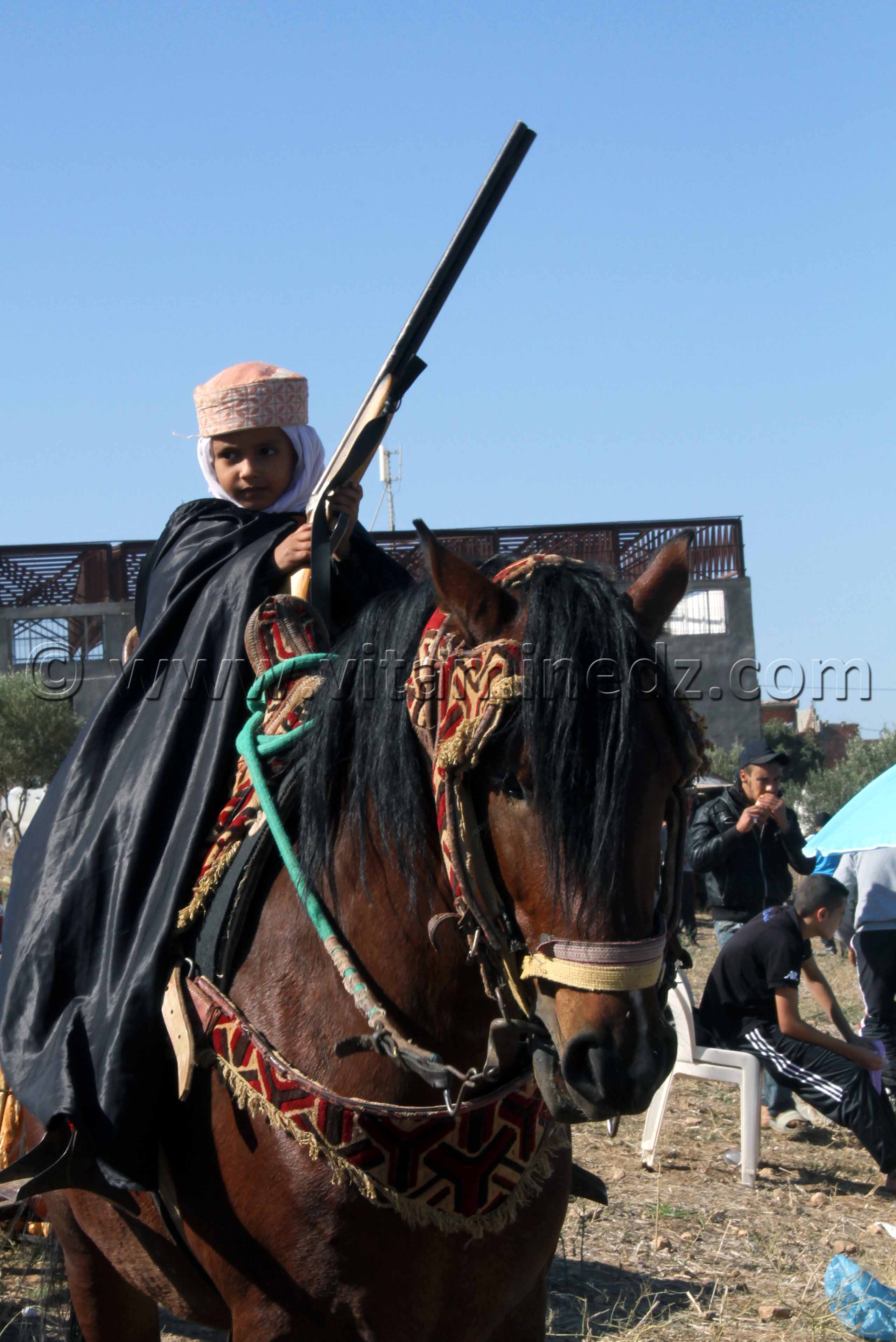 Petit cavalier, Waadat Ain Larbaa, wilaya d'Ain Temouchent
