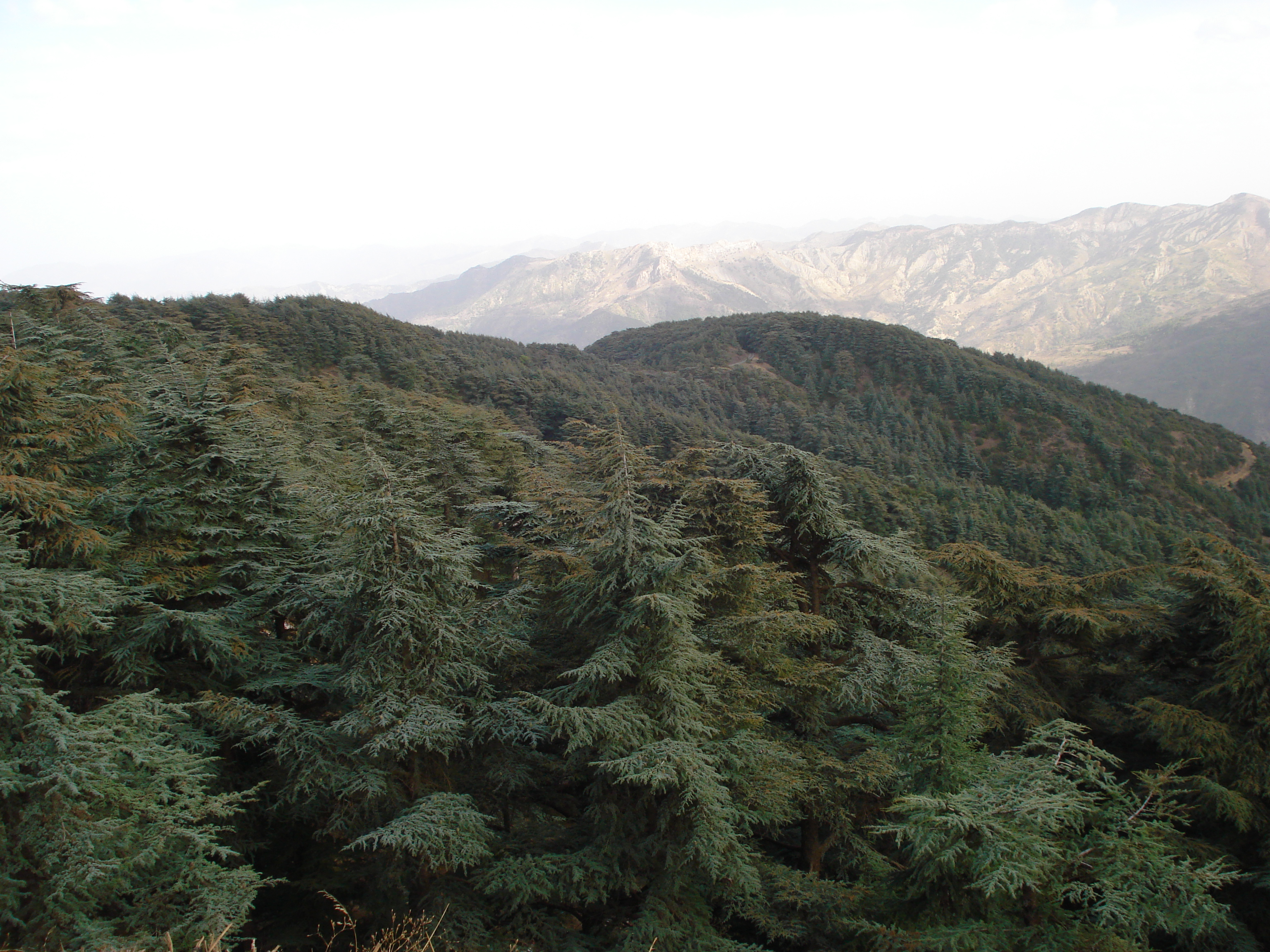 Le site de Chréa Blida