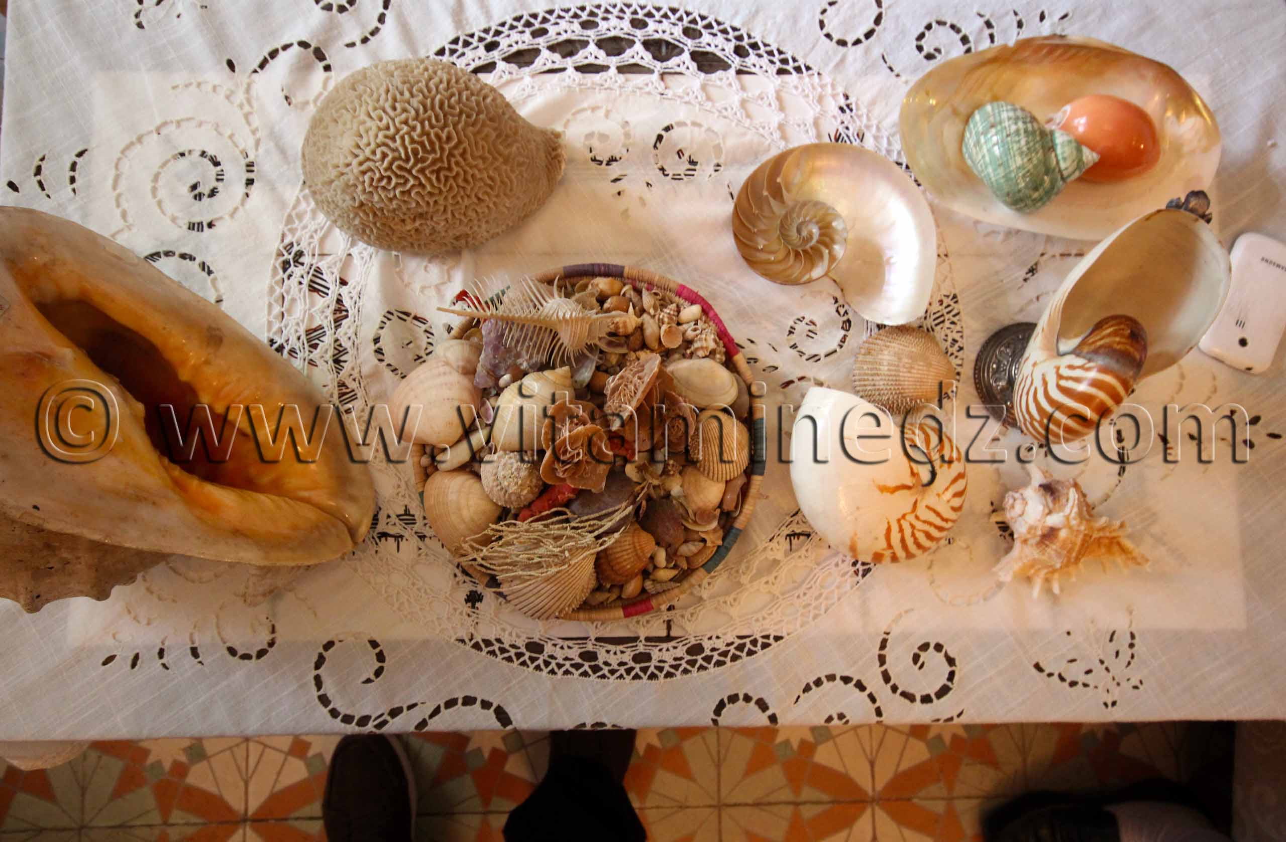 Collection de coquillages de Dr. Yadi (Tlemcen)