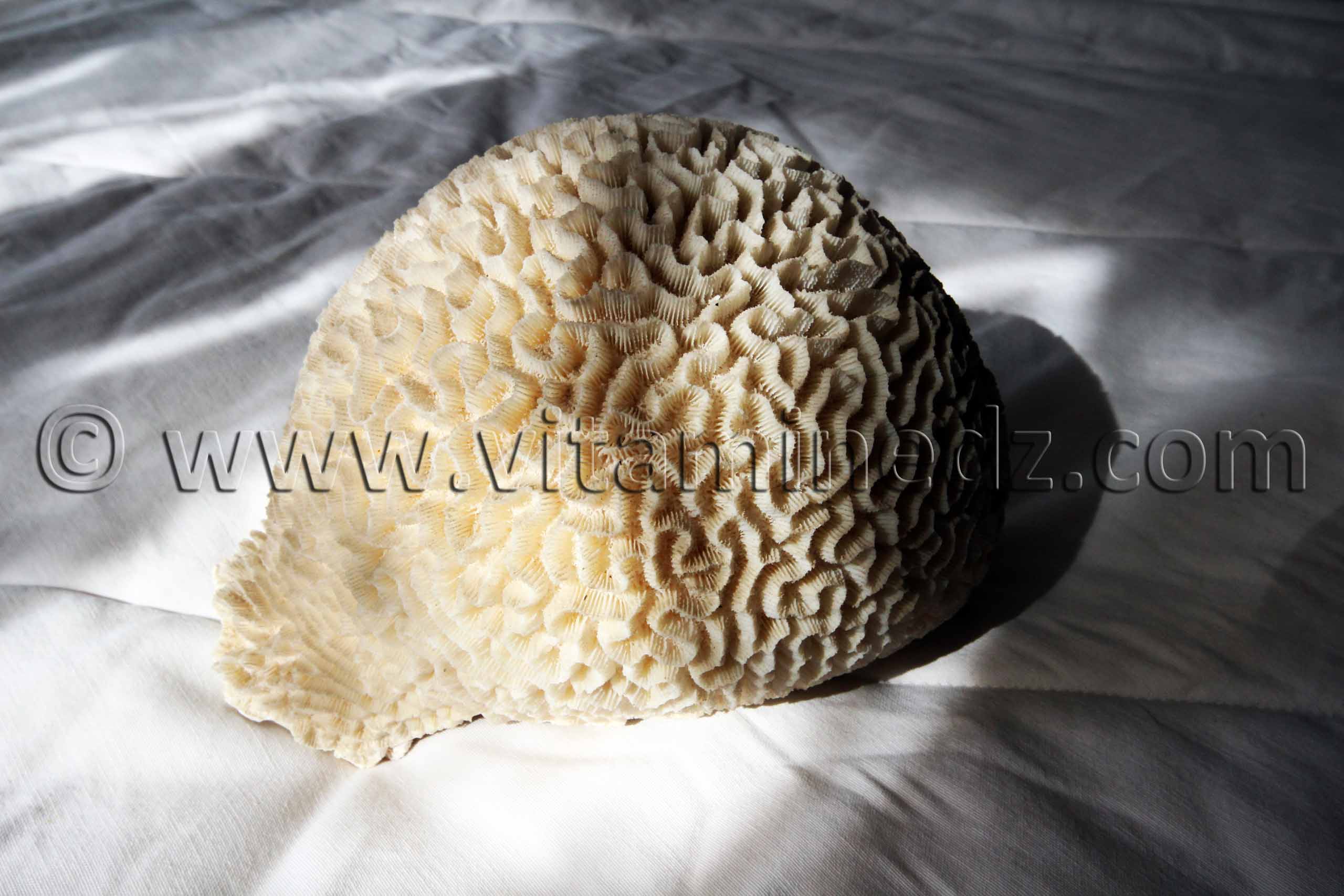 Collection de coquillages de Dr. Yadi (Tlemcen)