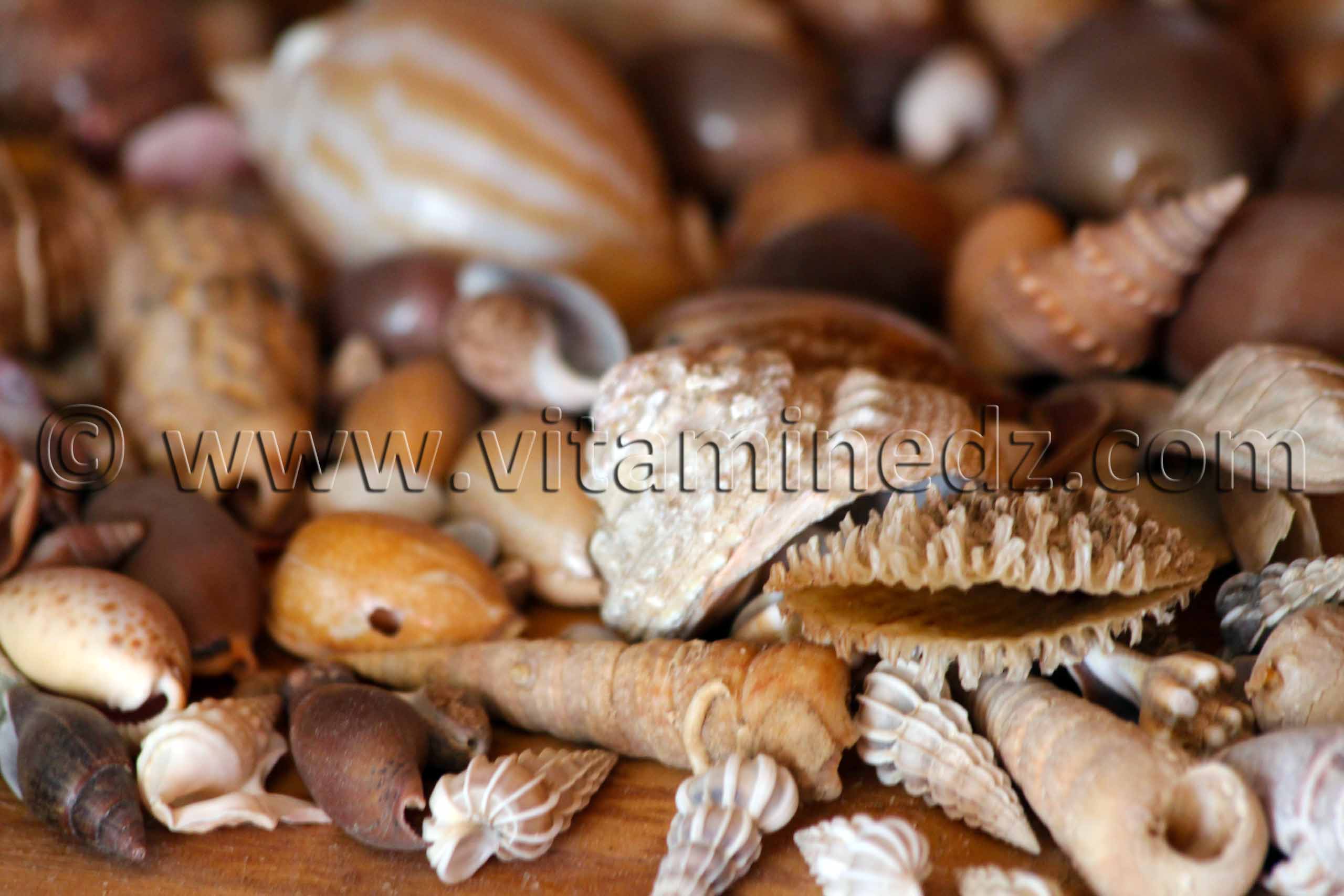 Collection de coquillages de Dr. Yadi (Tlemcen)