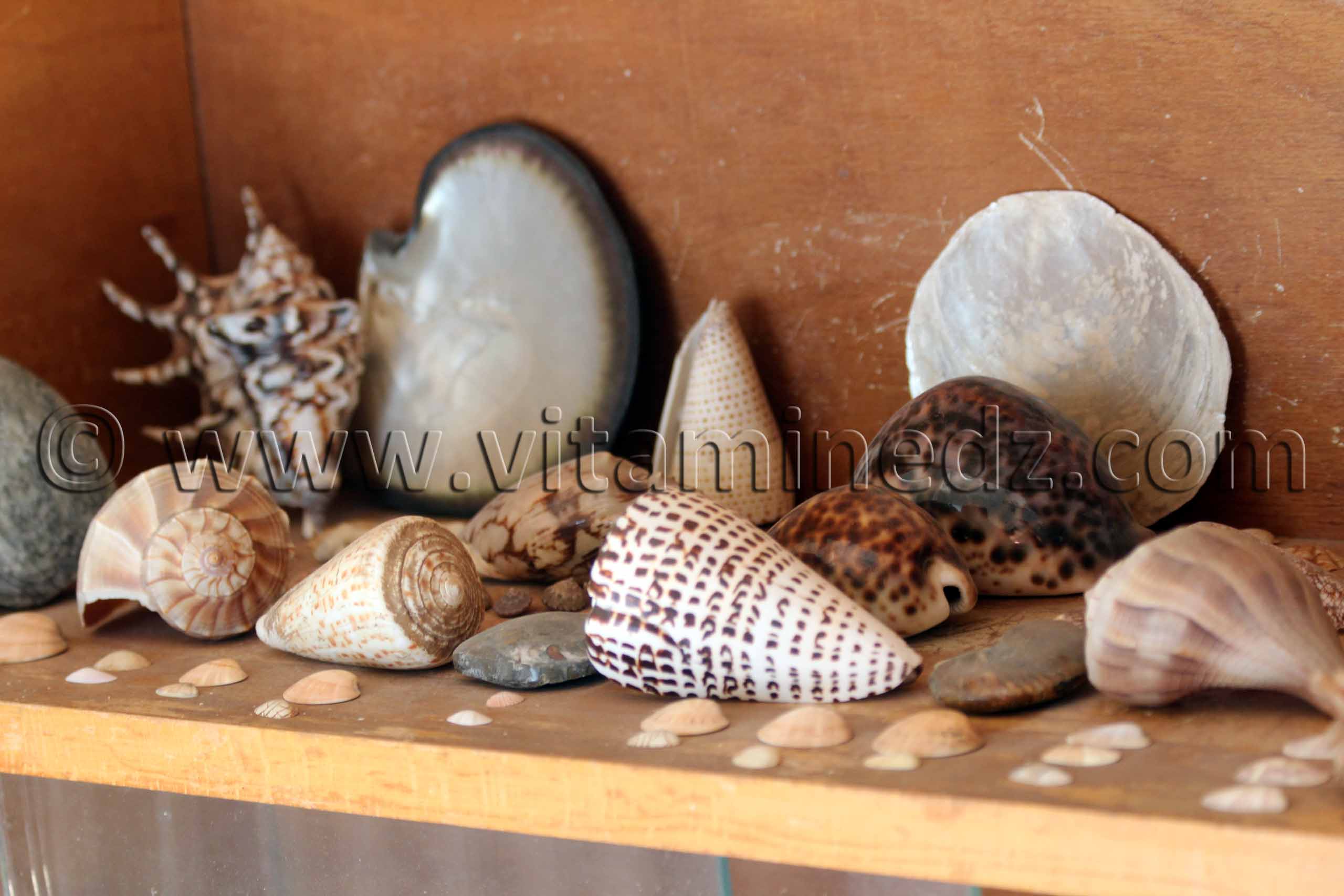 Collection de coquillages de Dr. Yadi (Tlemcen)