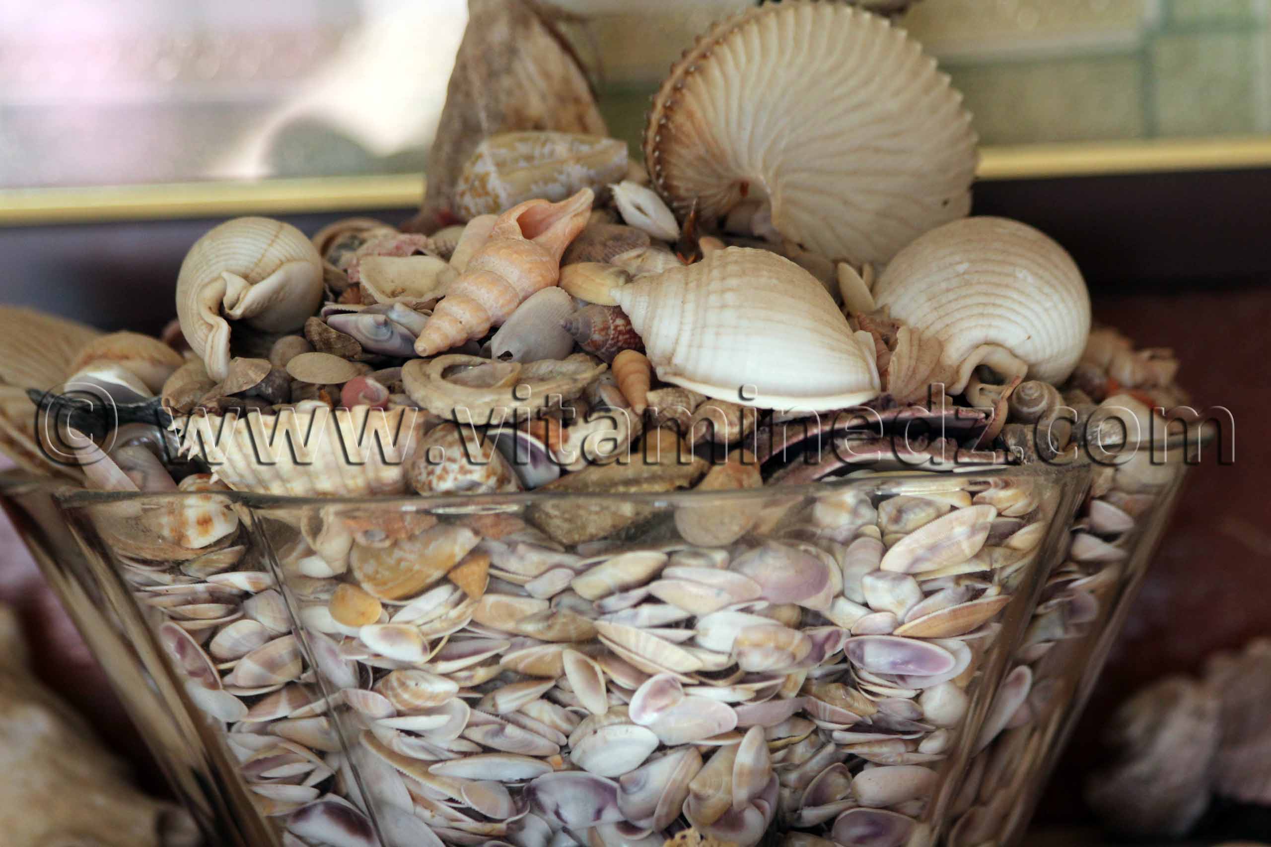 Collection de coquillages de Dr. Yadi (Tlemcen)