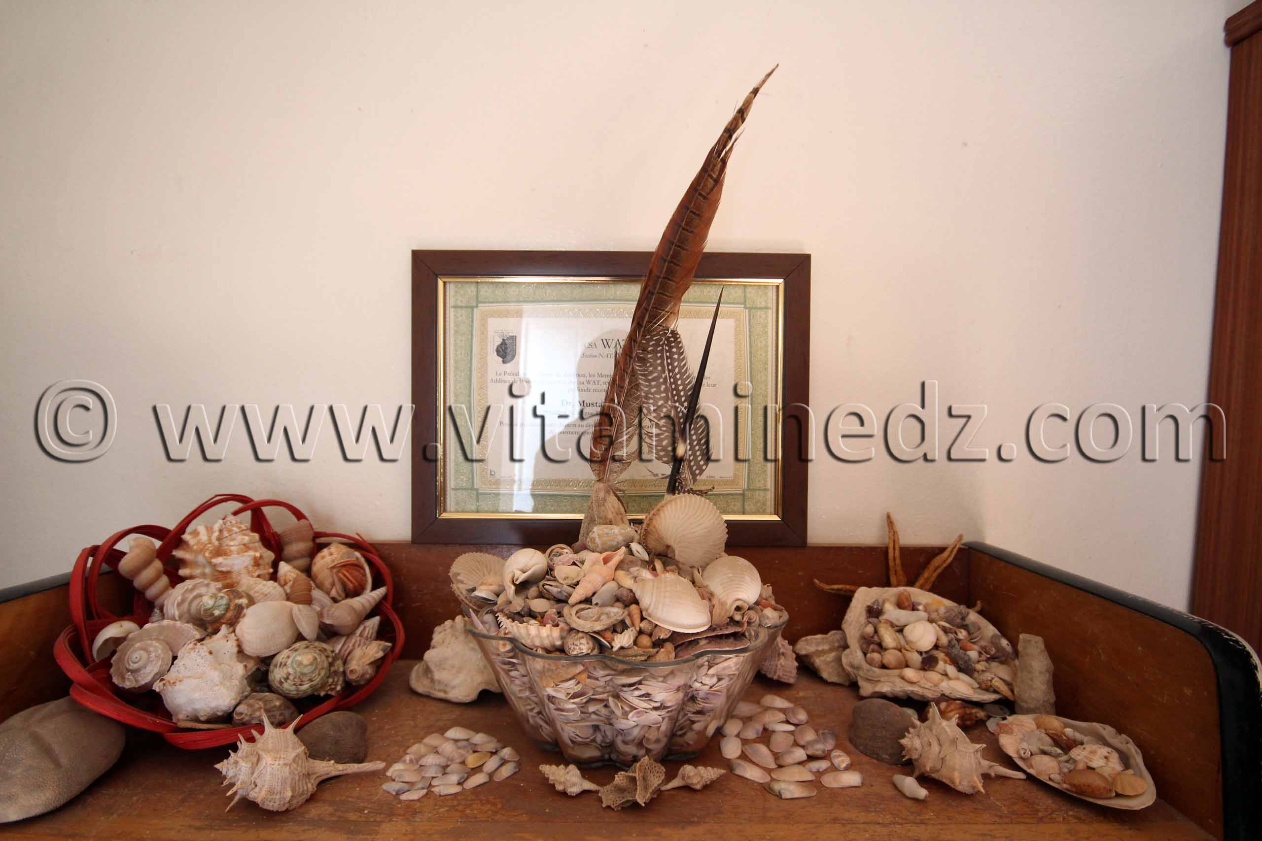 Collection de coquillages de Dr. Yadi (Tlemcen)