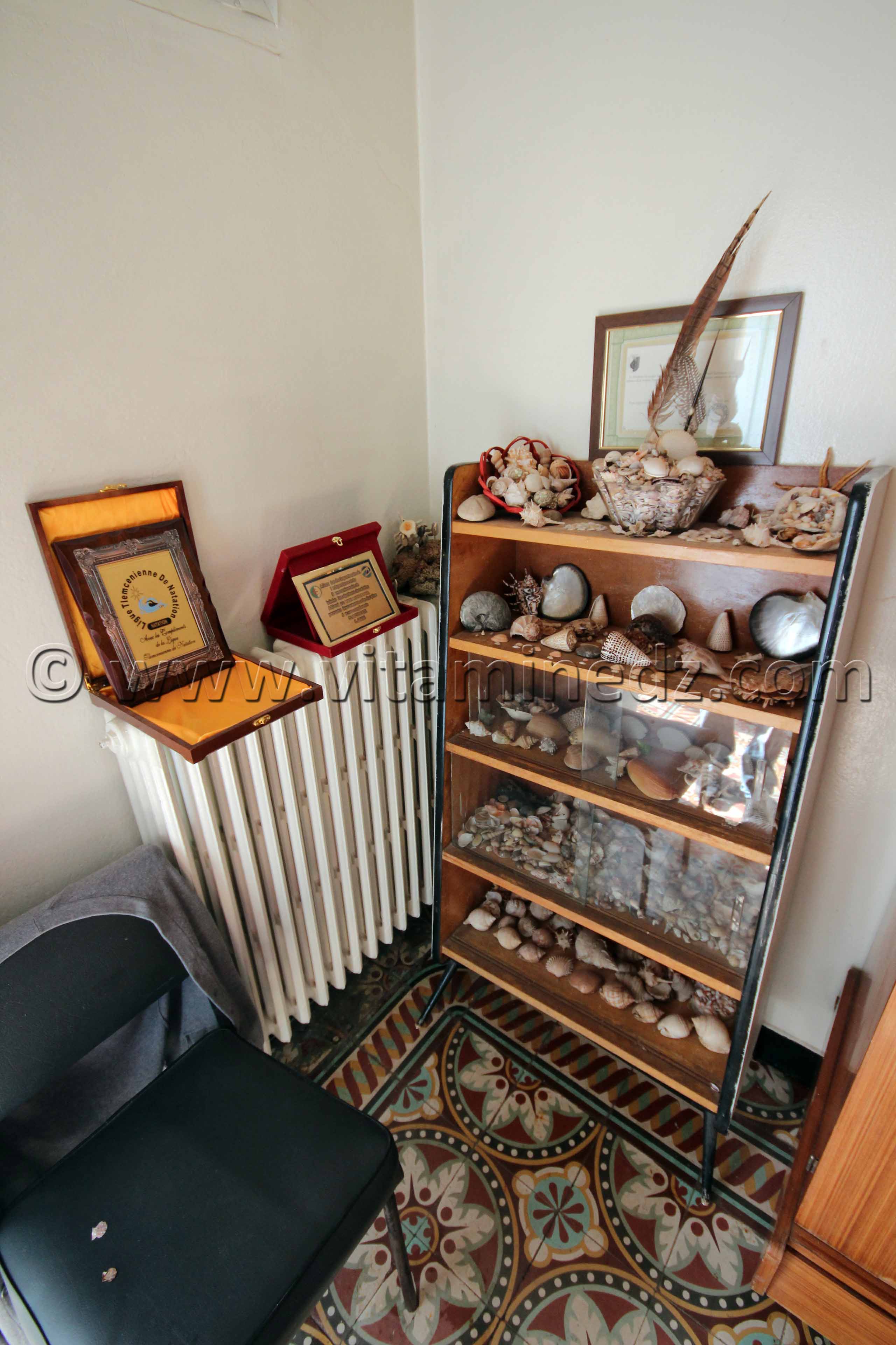 Collection de coquillages de Dr. Yadi (Tlemcen)