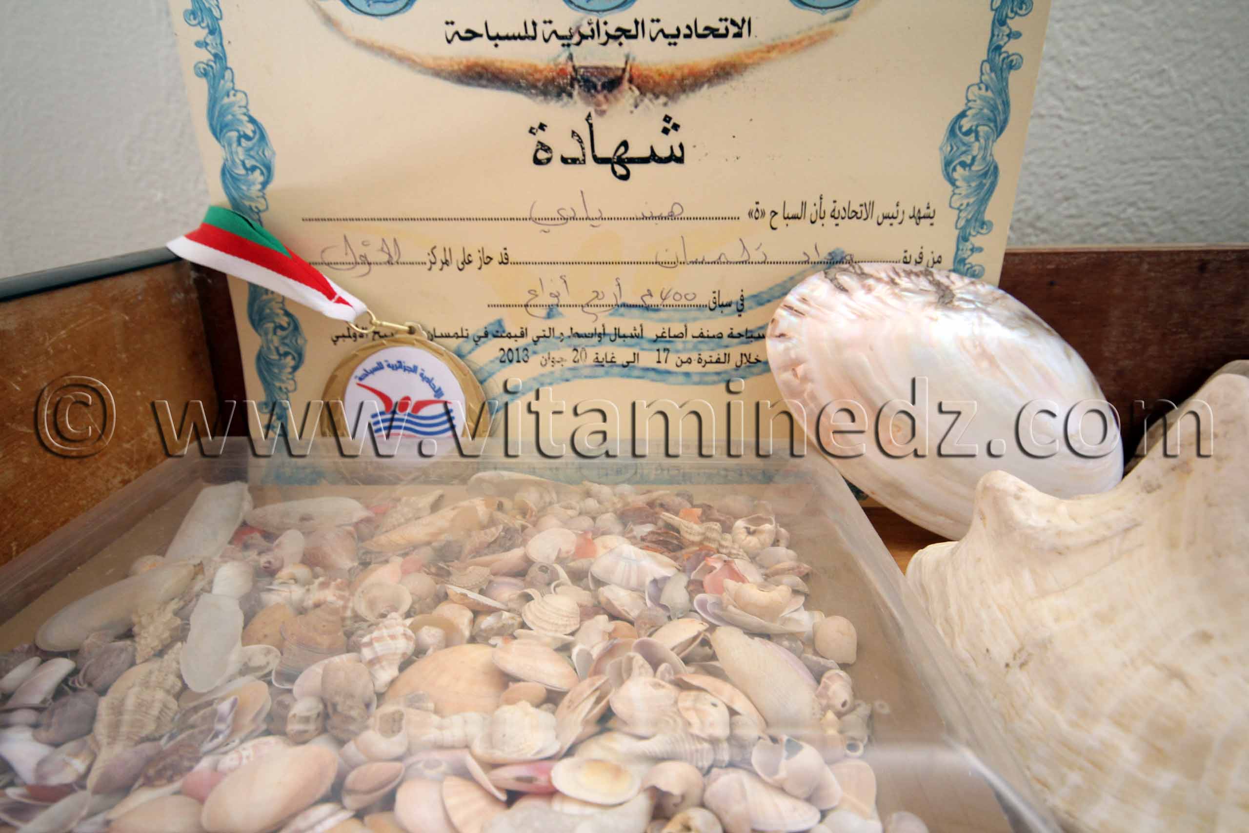 Collection de coquillages de Dr. Yadi (Tlemcen)