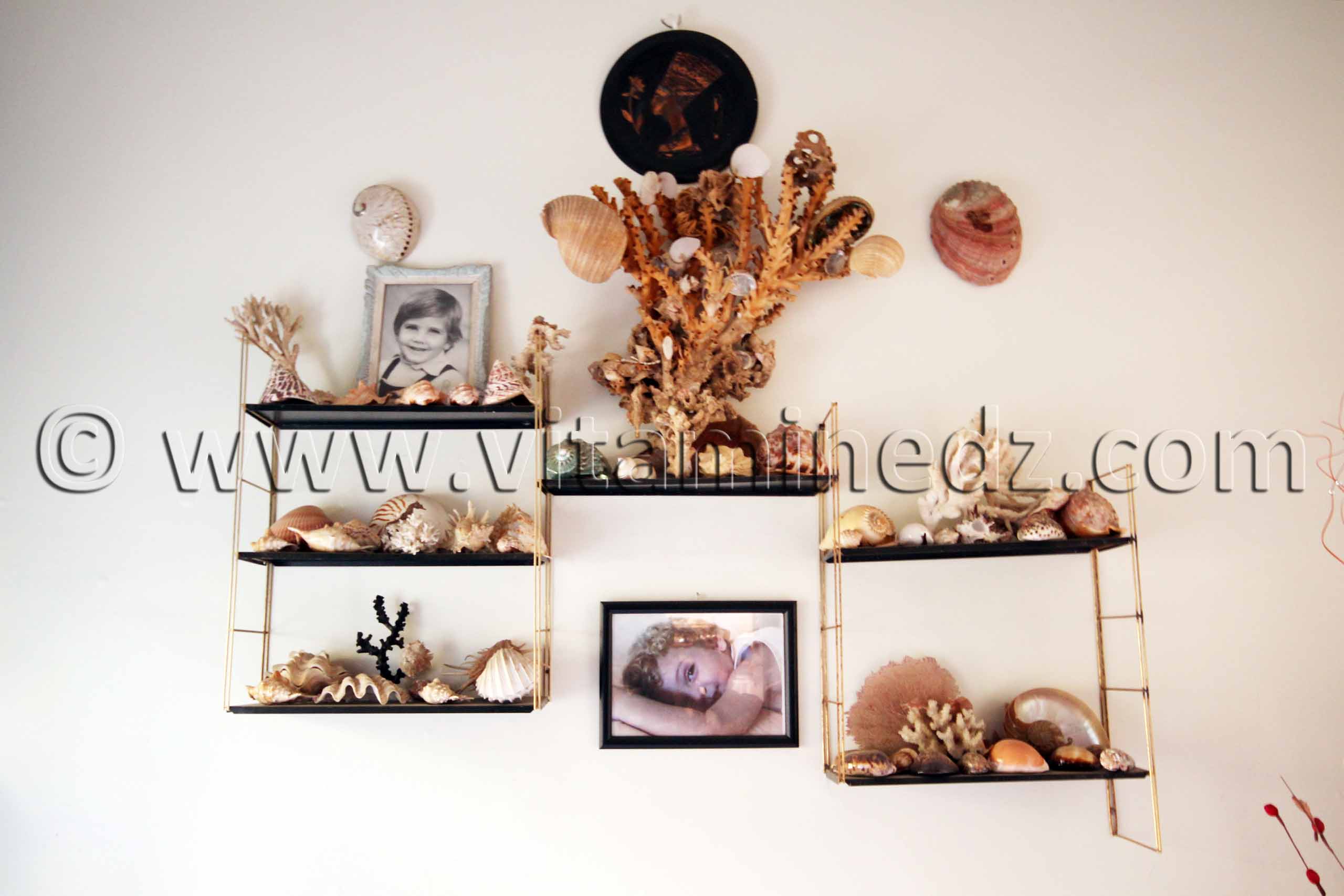 Collection de coquillages et corails de Dr. Yadi (Tlemcen)