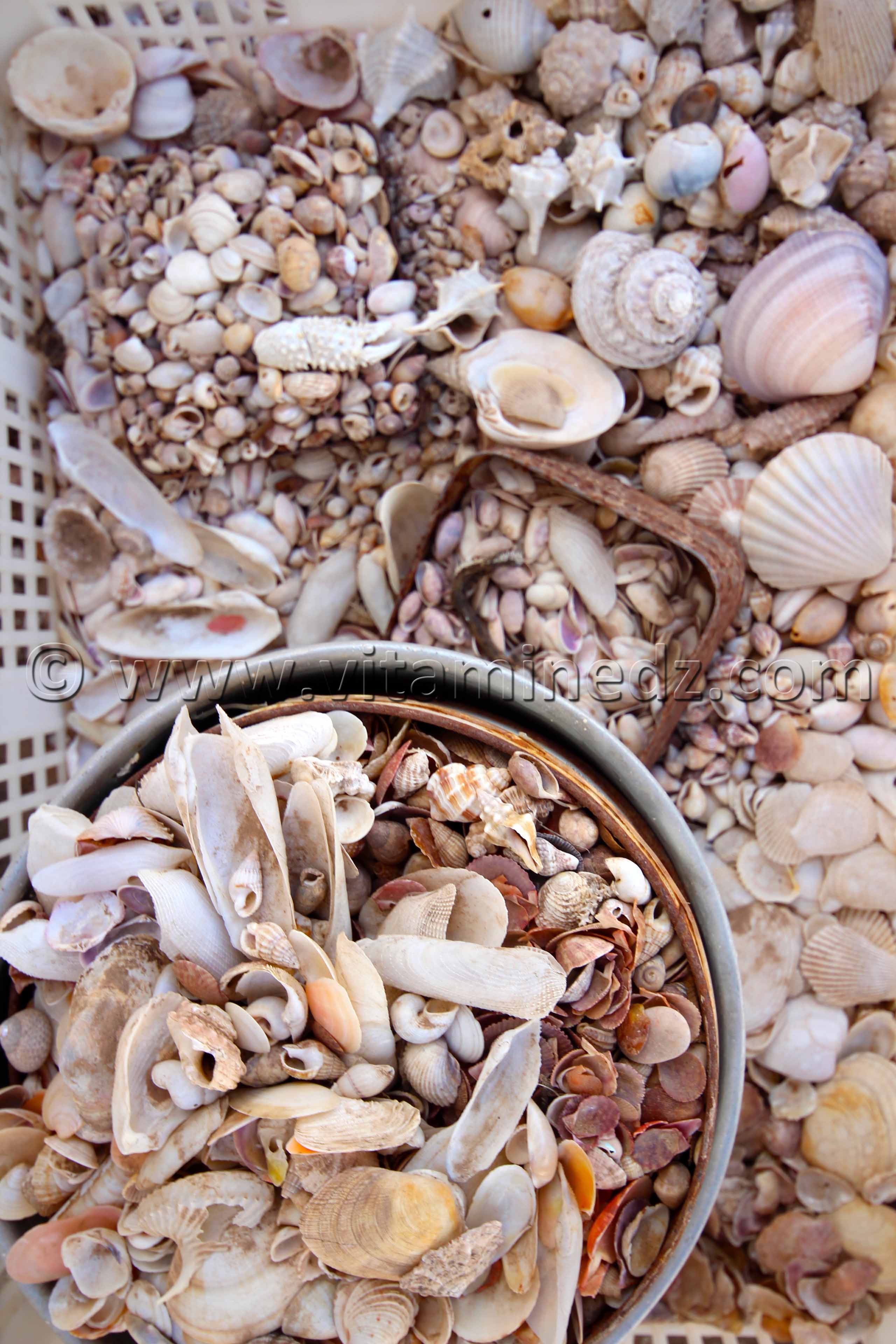 Collection de coquillages de Dr. Yadi (Tlemcen)