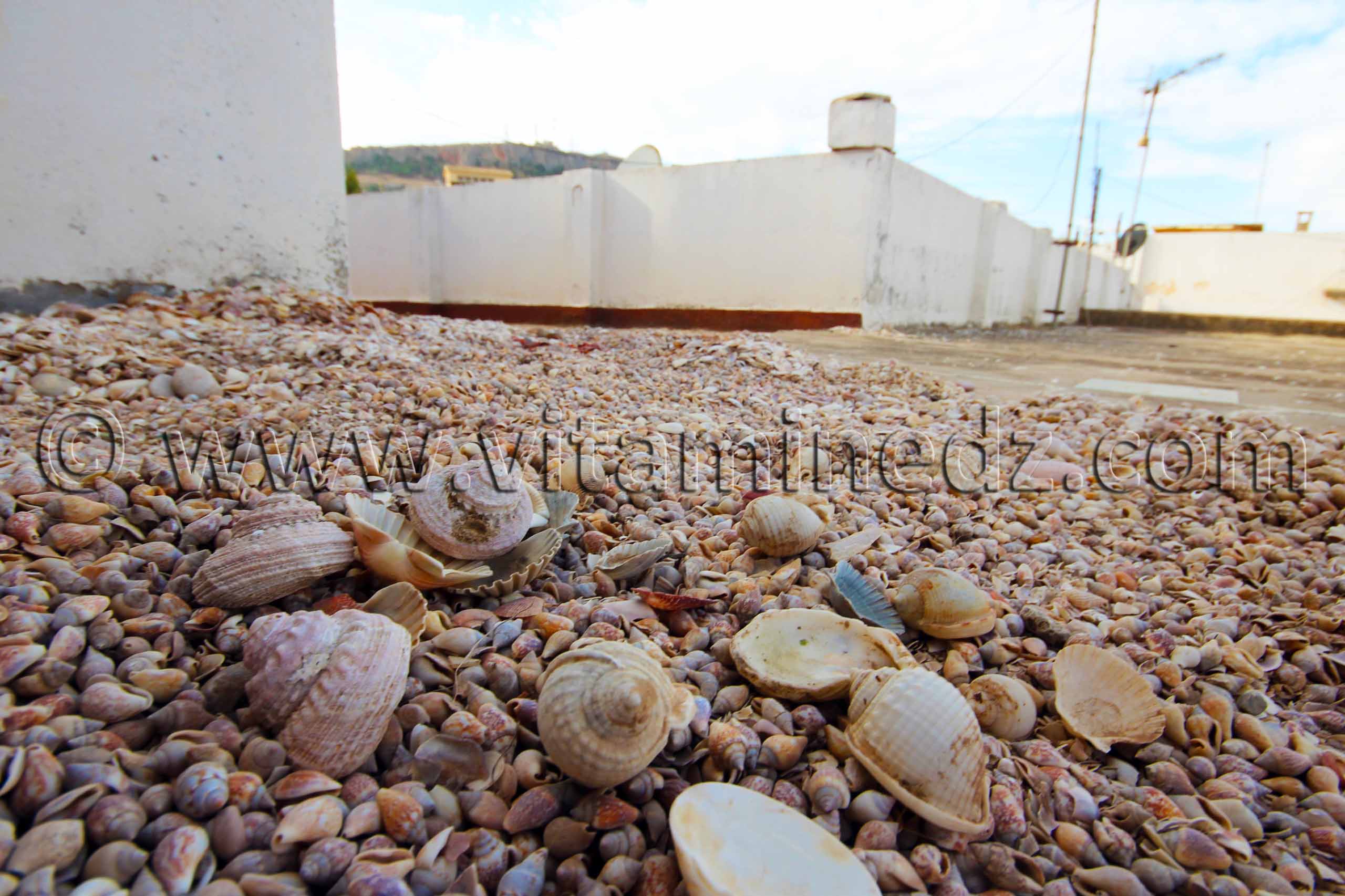 Collection de coquillages de Dr. Yadi (Tlemcen)