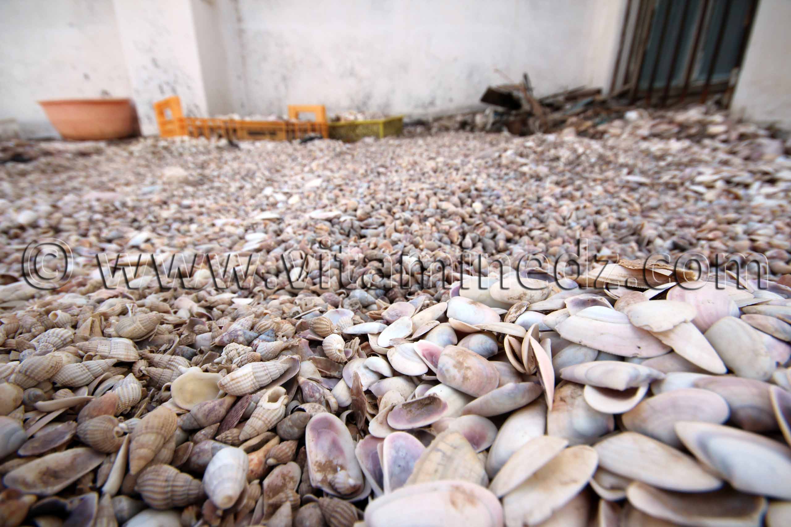 Collection de coquillages de Dr. Yadi (Tlemcen)