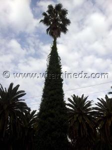 Palmier au jardin public Photos de Tlemcen 2013