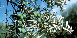 Aïn Témouchent - L’indispensable mécanisation de l’oléiculture