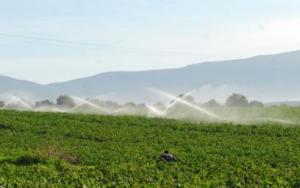 Algérie - PRODUCTION CÉRÉALIÈRE EN BAISSE POUR CAUSE DE SÉCHERESSE: L’irrigation d’appoint devient incontournable