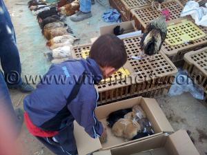 Volailles et lapins au Marché du Vendredi d\'El Moustakbel, Hennaya