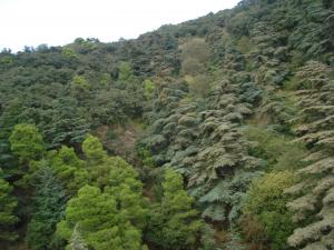 Le site de Chréa Blida.