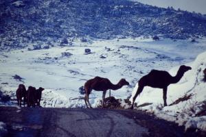 dromadaires dans la neige