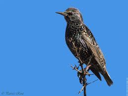 La Soummam - Les oiseaux migrateurs sont là  Grives et étourneaux