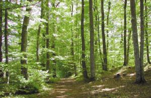 Ain-Defla, Clôture de la session d’automne de l’Assemblée populaire de wilaya: La forêt   Une richesse à valoriser