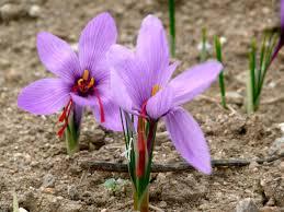 Benbadis (Constantine) - La passionnante histoire de Safran Tariki