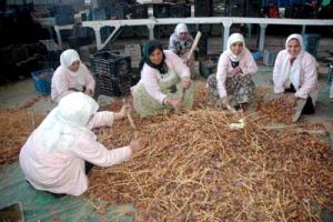 Ouargla -  775.000 q de dattes récoltés