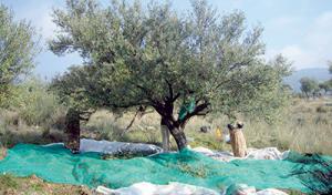 Béjaïa - Ouverture de la saison des olives  Production en baisse