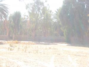 Oasis de Zelfana
