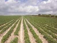 Détournement de terres agricoles à Sétif:  Heureux dénouement