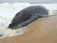 42 spécimens de cétacés ont été recensés:  Ces baleines et dauphins échoués sur le littoral algérien