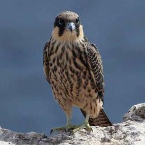 Découverte d'une importante colonie de Faucons d'Éléonore en Algérie