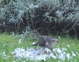 Prédation de l'Épervier d'Europe sur les oiseaux des jardins: que peut-on faire?