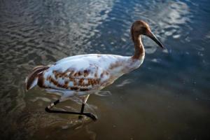 Planète - Rude bataille pour sauver la grue blanche, plus grand oiseau d'Amérique du Nord