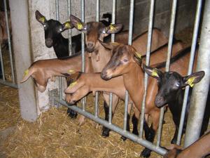 MENACEUR (TIPASA) -  Partenariat avec le Conseil général de l’Hérault pour la mise en place d’un module d’élevage caprin