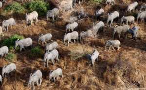Planète - Un plan d'urgence international pour sauver les éléphants d'Afrique