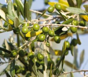 Skikda - Plus de 50% du potentiel oléicole touché:  La mouche de l’olive a fait des ravages