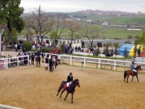 Activités équines à Souk Ahras :  Une tradition en voie d’extinction