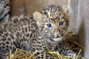 Planète - La panthère de l'Amour, grande gagnante 2013 de la protection des espèces