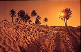 جمال بلادي_الصحراء